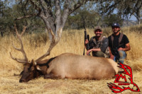 California Elk Hunting
