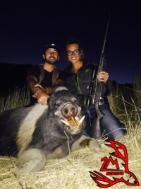 Wild boar hunting california