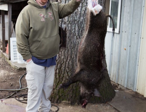 Wild pig hunting