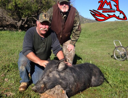 Wild pig hunting