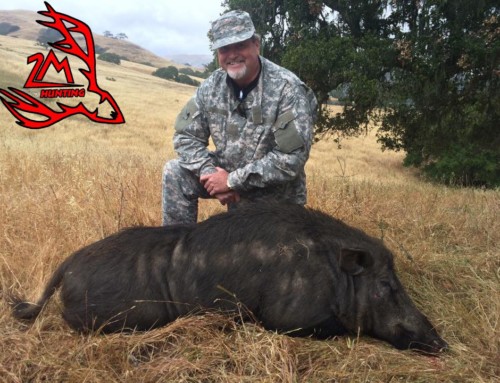 Wild pig hunting