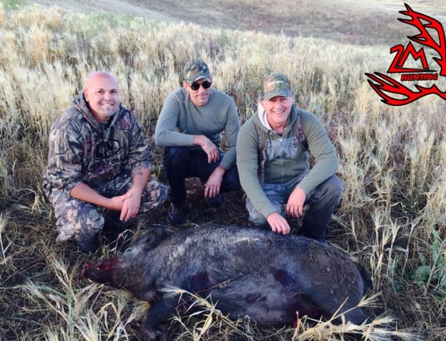 California Hog Hunting