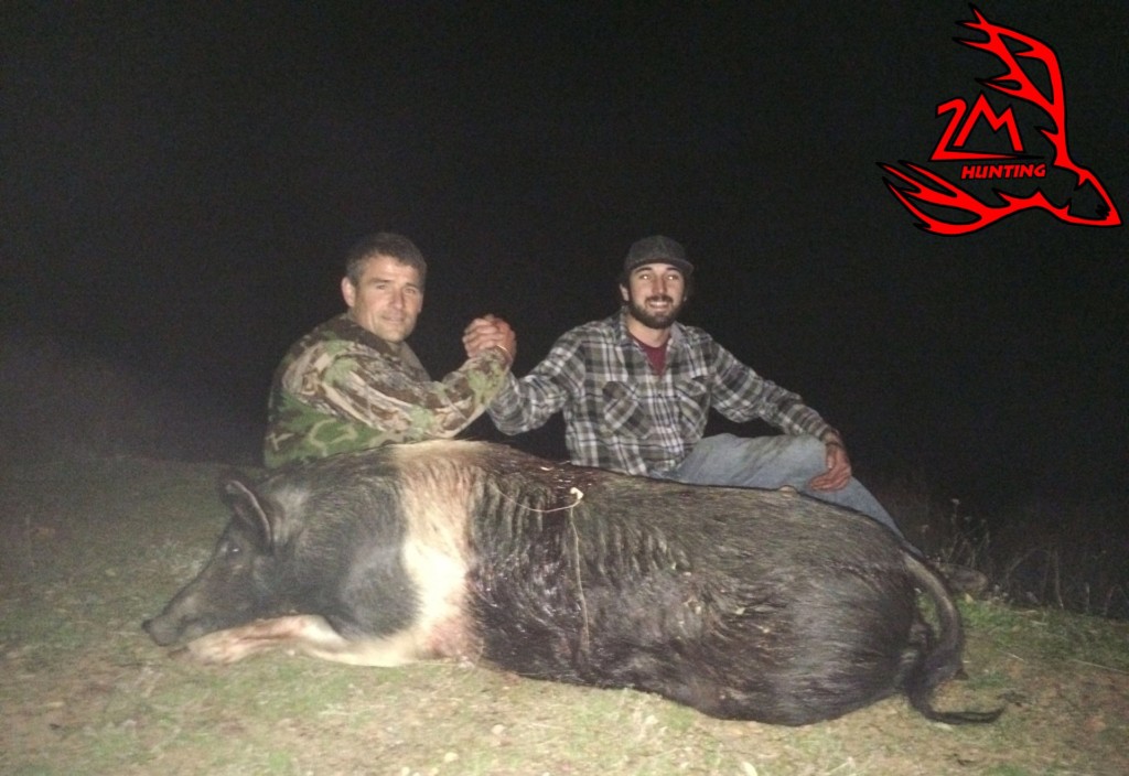 Wild pig hunting guide