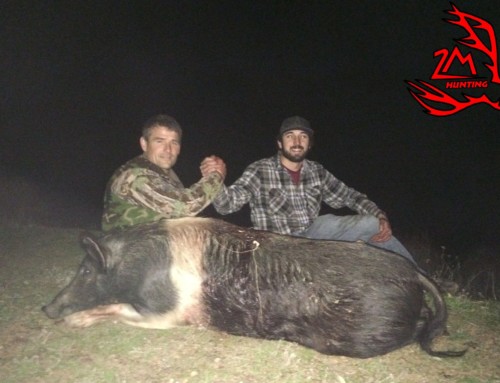 California Hog Hunting